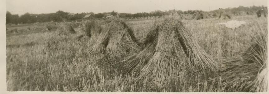 Harvest